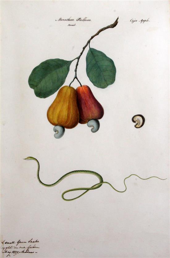 Indian School c.1840 Pauvacaw and Coondoomunny; Unripe Mangoes; Rangoon Creeper; Moonthree Pulham 21 x 14in.